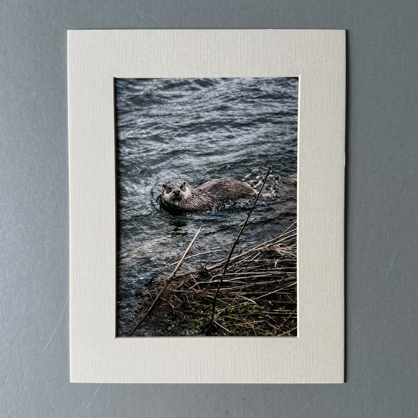 River Nith otter print