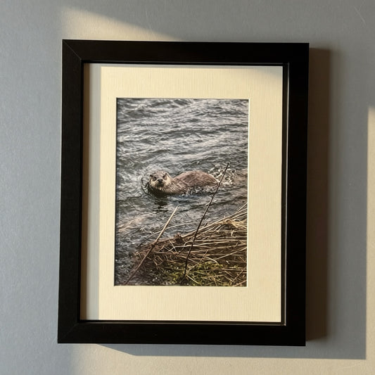 River Nith otter framed print